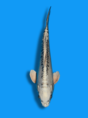 Gin Mizuho | Koi&Co.